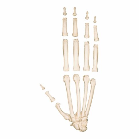 Replica Sumatran Orangutan Hand