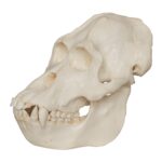 Replica Sumatran Orangutan Skull (Male)