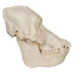 Replica Sumatran Orangutan Skull (Male)