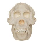 Replica Sumatran Orangutan Skull (Male)