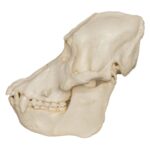 Replica Sumatran Orangutan Skull (Male)