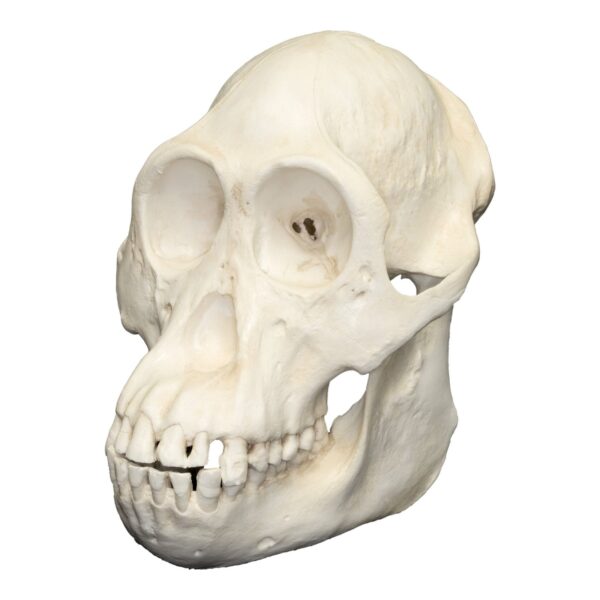 Replica Sumatran Orangutan Skull – Female