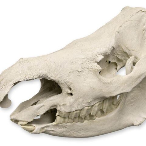 Replica Sumatran Rhinoceros Skull