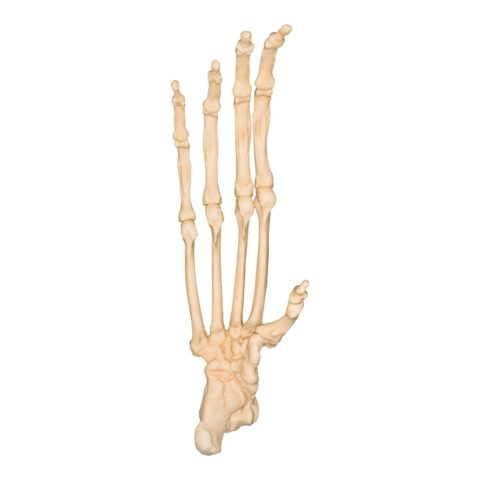 Replica Sumatran Orangutan Foot