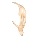 Replica Sumatran Orangutan Foot