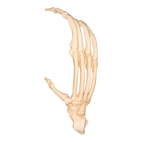 Replica Sumatran Orangutan Foot