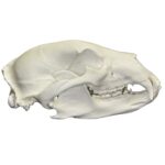 Replica American Black Bear Skull