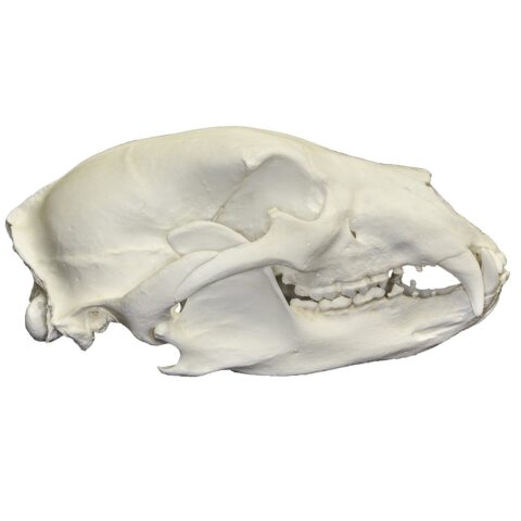 Replica American Black Bear Skull