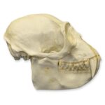 Replica Colobus Monkey Skull