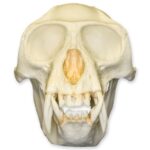Replica Colobus Monkey Skull