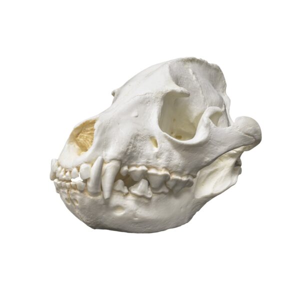 Replica Striped Hyena Skull – Female