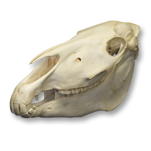 Replica Przewalski’s Horse Skull