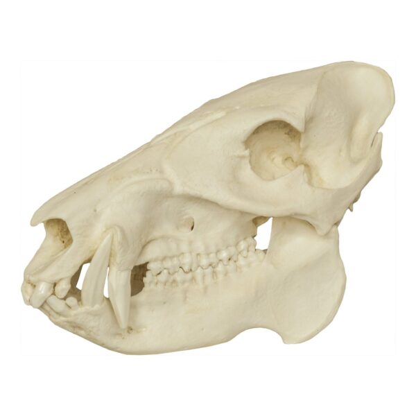 Replica Peccary Skull – 737.0121 g