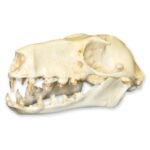 Replica Hammerhead Fruit Bat Skull (Female)