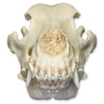 Replica German Shepherd Skull