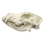 Replica German Shepherd Skull