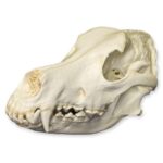Replica German Shepherd Skull
