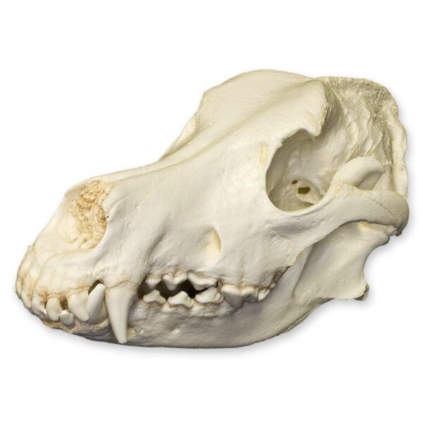 Replica German Shepherd Skull