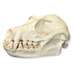 Replica Fruit Bat Skull