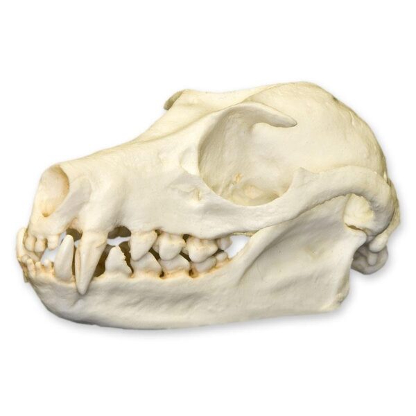 Replica Fruit Bat Skull – 2.9994 g