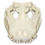 Replica Chinese Alligator Skull