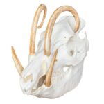 Replica Babirusa Skull – 1814.0051 g