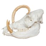 Replica Babirusa Skull – 1814.0051 g
