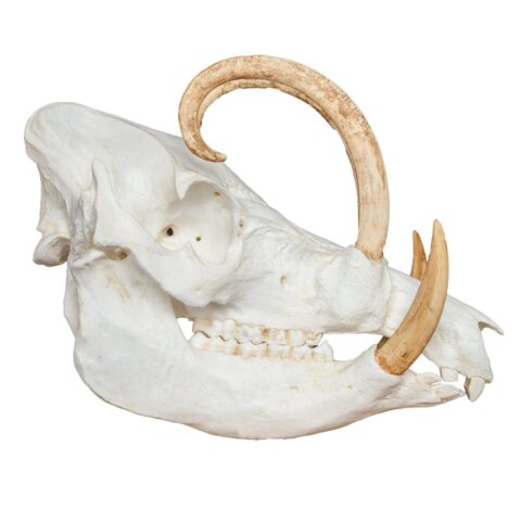 Replica Babirusa Skull - 1814.0051 g