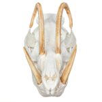 Replica Babirusa Skull – 1814.0051 g