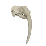 Replica Walrus Skull