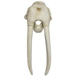 Replica Walrus Skull