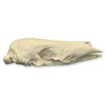 Replica Giant Pangolin Skull
