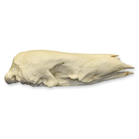 Replica Giant Pangolin Skull
