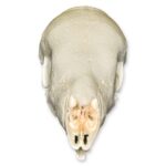 Replica Giant Pangolin Skull