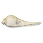 Replica Short-beaked Echidna Skull – Teaching Quality