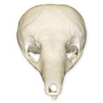 Replica Short-beaked Echidna Skull – Teaching Quality