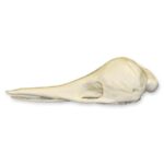 Replica Short-beaked Echidna Skull – Teaching Quality