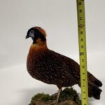 Real Taxidermy Temminck’s Tragopan (Tragopan temminckii)