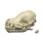 Replica Cave Myotis Bat Skull