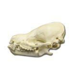 Replica Cave Myotis Bat Skull