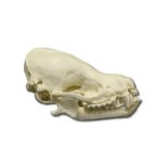 Replica Cave Myotis Bat Skull