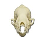 Replica Cave Myotis Bat Skull