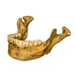 Replica Tabun 3 Jaw