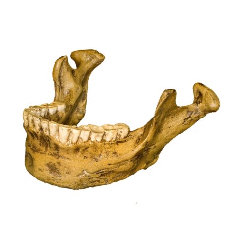 Replica Tabun 3 Jaw
