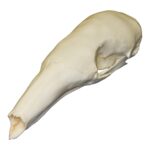Replica Tamandua Skull