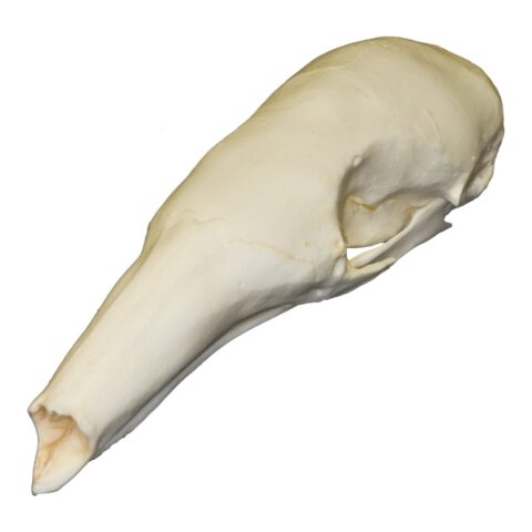 Replica Tamandua Skull