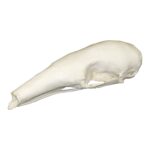 Replica Tamandua Skull