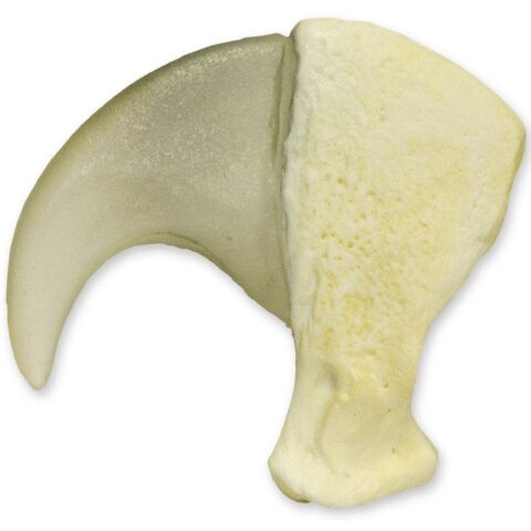 Replica Tiger Claw (3.25 in.)