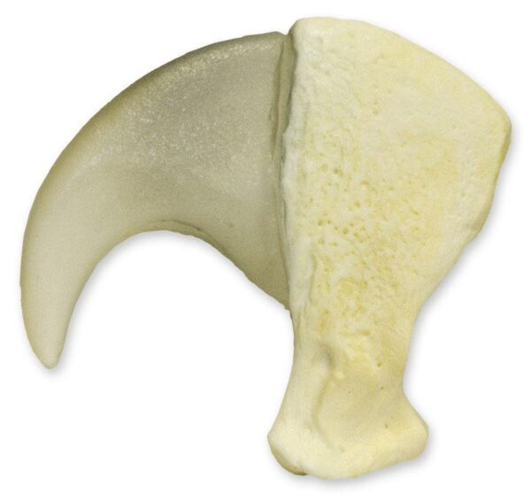 Replica Tiger Claw (3.25 in.)