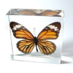 Real Common Tiger Butterfly in Acrylic Paperweight